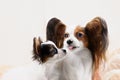 Two Papillon dogs mother and her puppy Royalty Free Stock Photo