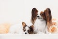 Two Papillon dogs mother and her puppy Royalty Free Stock Photo