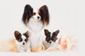 Two Papillon dogs mother and her puppy Royalty Free Stock Photo