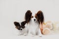 Two Papillon dogs mother and her puppy Royalty Free Stock Photo