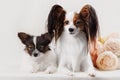 Two Papillon dogs mother and her puppy Royalty Free Stock Photo