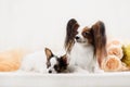 Two Papillon dogs mother and her puppy Royalty Free Stock Photo