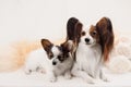 Two Papillon dogs mother and her puppy Royalty Free Stock Photo