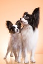 Two papillon dogs on pink background Royalty Free Stock Photo