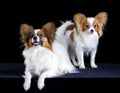 Two papillons Royalty Free Stock Photo