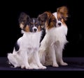 Two papillons Royalty Free Stock Photo