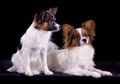 Two papillons Royalty Free Stock Photo