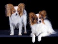 Two papillons Royalty Free Stock Photo