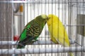 Two Parakeets Kissing in Cage