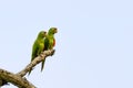 Two parakeets sitting on a branch against a blue sky Royalty Free Stock Photo