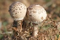 Two Parasol Mushroom Macrolepiota procera. Royalty Free Stock Photo