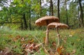 Two Parasol mushrooms