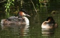 Two parent Great Crested Grebe Podiceps cristatus one has four babies on its back on a stream. Royalty Free Stock Photo