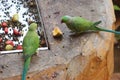 Two Parrot Eating Fruits In The Zoo Royalty Free Stock Photo