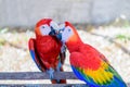 Two parrot red and yellow feather mating with love kiss, emotion bird Royalty Free Stock Photo