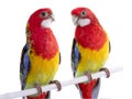 Two parrot Rosella parrot isolated Royalty Free Stock Photo
