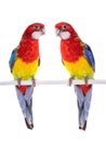 Two parrot Rosella parrot isolated Royalty Free Stock Photo