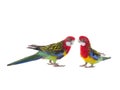 Two parrot Rosella parrot isolated on white background Royalty Free Stock Photo