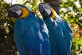 Two Parrots Royalty Free Stock Photo