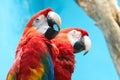 Two parrots Royalty Free Stock Photo