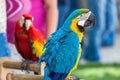 Two parrots Royalty Free Stock Photo