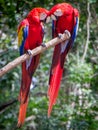 Lovey Dovey parrots in central America