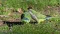 Two parrots blabbering in the ear Royalty Free Stock Photo
