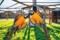 Two parrots in the cage in Zoo