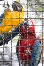 Two parrots climbing on cage
