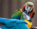 Two parrots connecting at their beaks, kiss, macaw Royalty Free Stock Photo