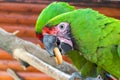 Two parrots contend for a bagel