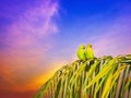 Two parrots couple sitting on palm tree in the evening time. Royalty Free Stock Photo