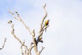 Two Parrots in a dead tree Royalty Free Stock Photo