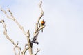 Two Parrots in a dead tree Royalty Free Stock Photo