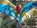 Two parrots fighting for the best place Royalty Free Stock Photo