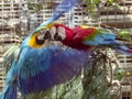 Two parrots fighting for the best place Royalty Free Stock Photo