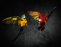 Two parrots fighting Royalty Free Stock Photo