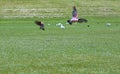 Two parrots on green grass