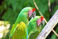 Two parrots green in tropical forest birds Royalty Free Stock Photo