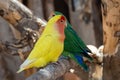 Two parrots with green and yellow colors are sitting on a branch. Blurry background Royalty Free Stock Photo