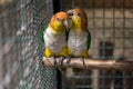 Two parrots or love birds in love kiss each other but have no freedom which they are in birdcage. Royalty Free Stock Photo