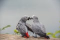 Two parrots or love birds in love kiss each other, Parrot love, African grey parrot sitting and talking together with love emotion Royalty Free Stock Photo