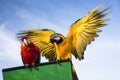 Two parrots Royalty Free Stock Photo