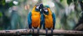 Two Parrots Perched on Tree Branch Royalty Free Stock Photo