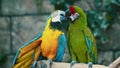 Two parrots playing each other