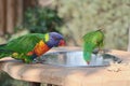 Looks like a rainbow lorikeet parrot is drinking water from a bowl Royalty Free Stock Photo