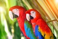 Two parrots red in tropical forest birds Royalty Free Stock Photo
