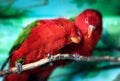 Two parrots red in tropical forest birds Royalty Free Stock Photo