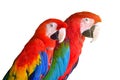 Two parrots red in tropical forest birds isolated on white background. Royalty Free Stock Photo