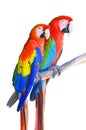 Two parrots red in tropical forest birds sit on a branch isolated on white background. Royalty Free Stock Photo